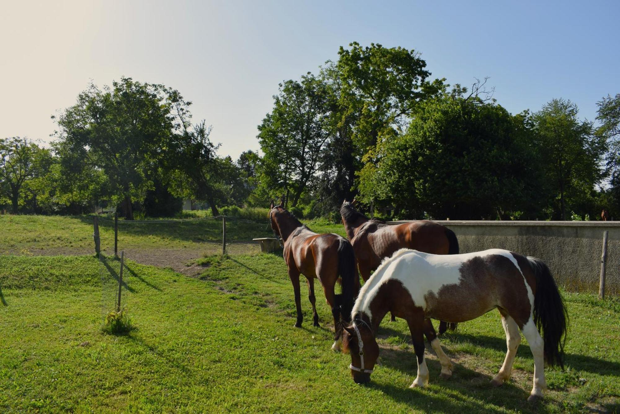 Farm Stay Zevnik Brežice Eksteriør billede