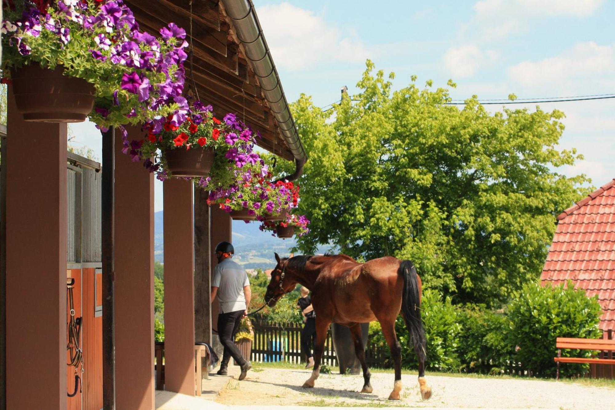 Farm Stay Zevnik Brežice Eksteriør billede